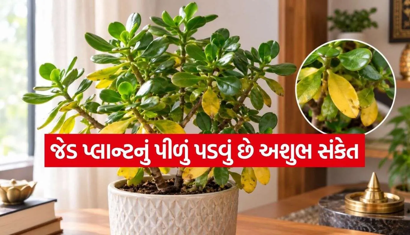 Jade Plant