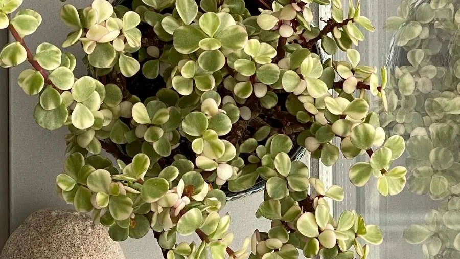 Jade Plant