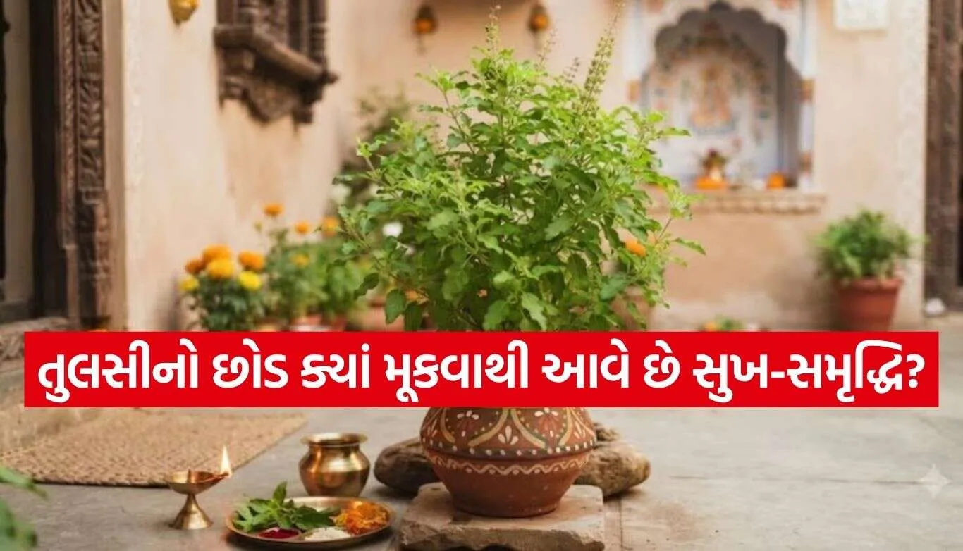Tulsi Plant