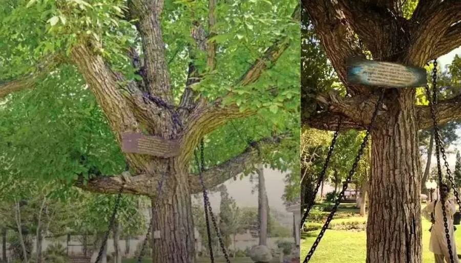 Banyan Tree