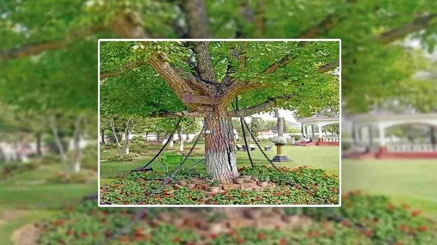 Banyan Tree