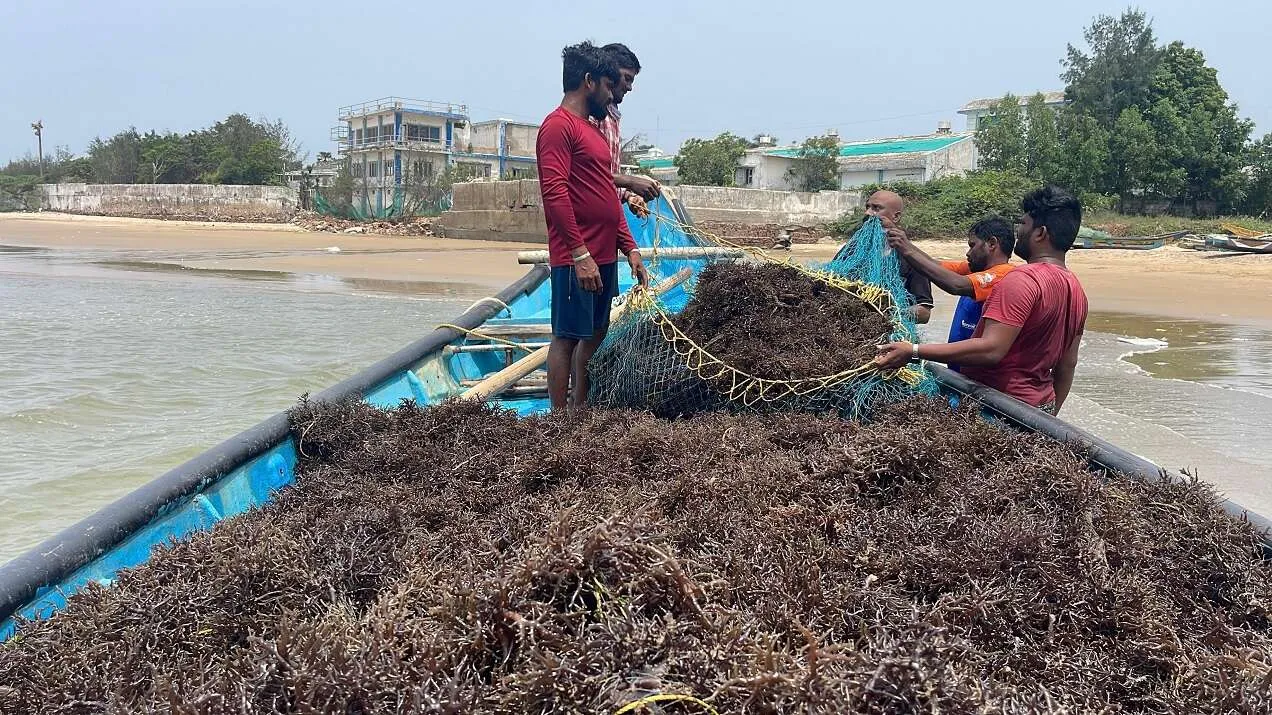 ગુજરાતની બ્લૂ બાયોઇકોનોમીને વેગ: પોરબંદરના મોચા ખાતે રૂ. 100 કરોડના ખર્ચે સ્થપાશે મરીન બાયોટેકનોલોજી કોરિડોર 3 porbander 1.jpg