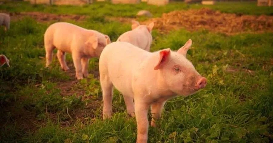 pig.jpg
