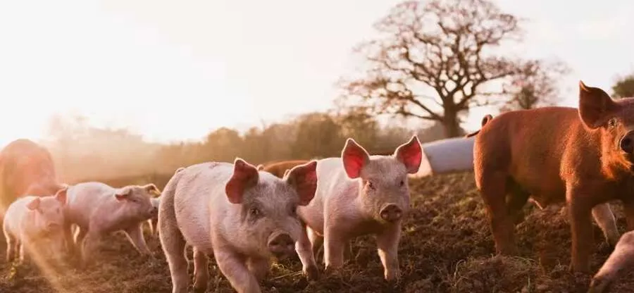 pig1.jpg