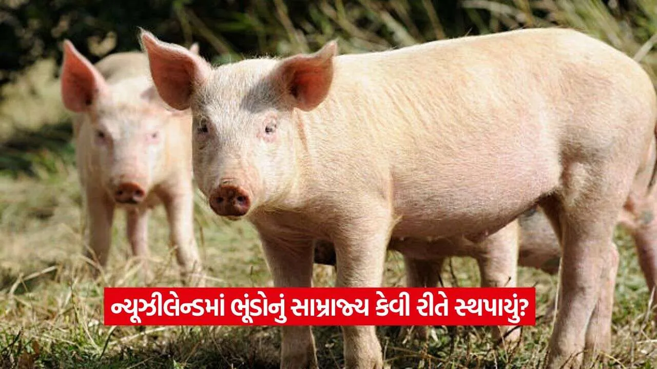 pig2.jpg