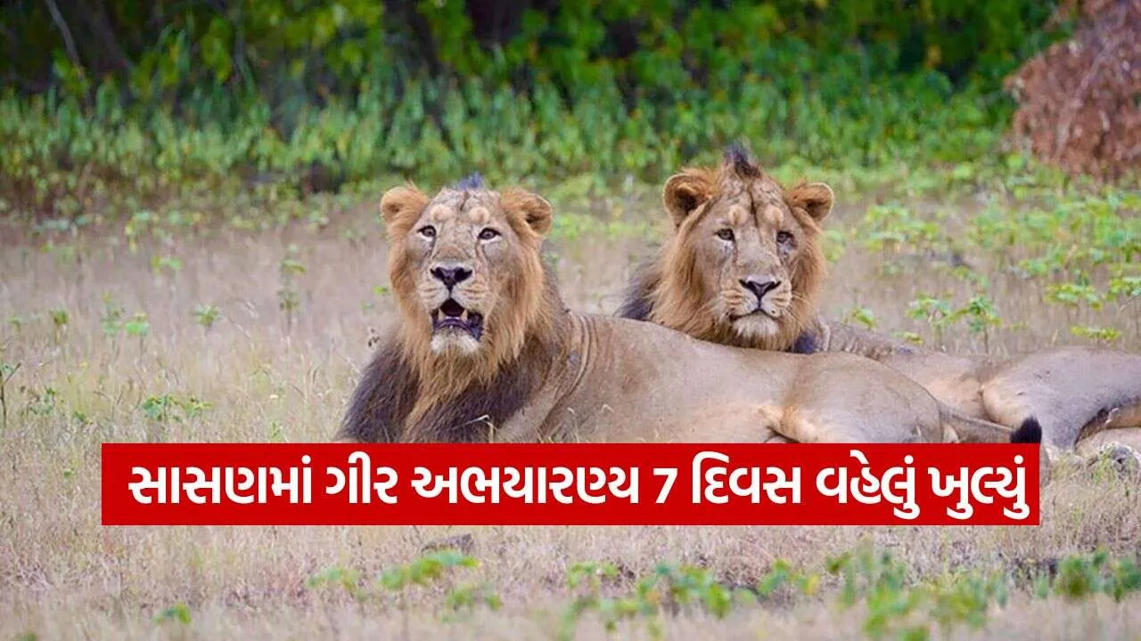sasan gir 0910.jpg