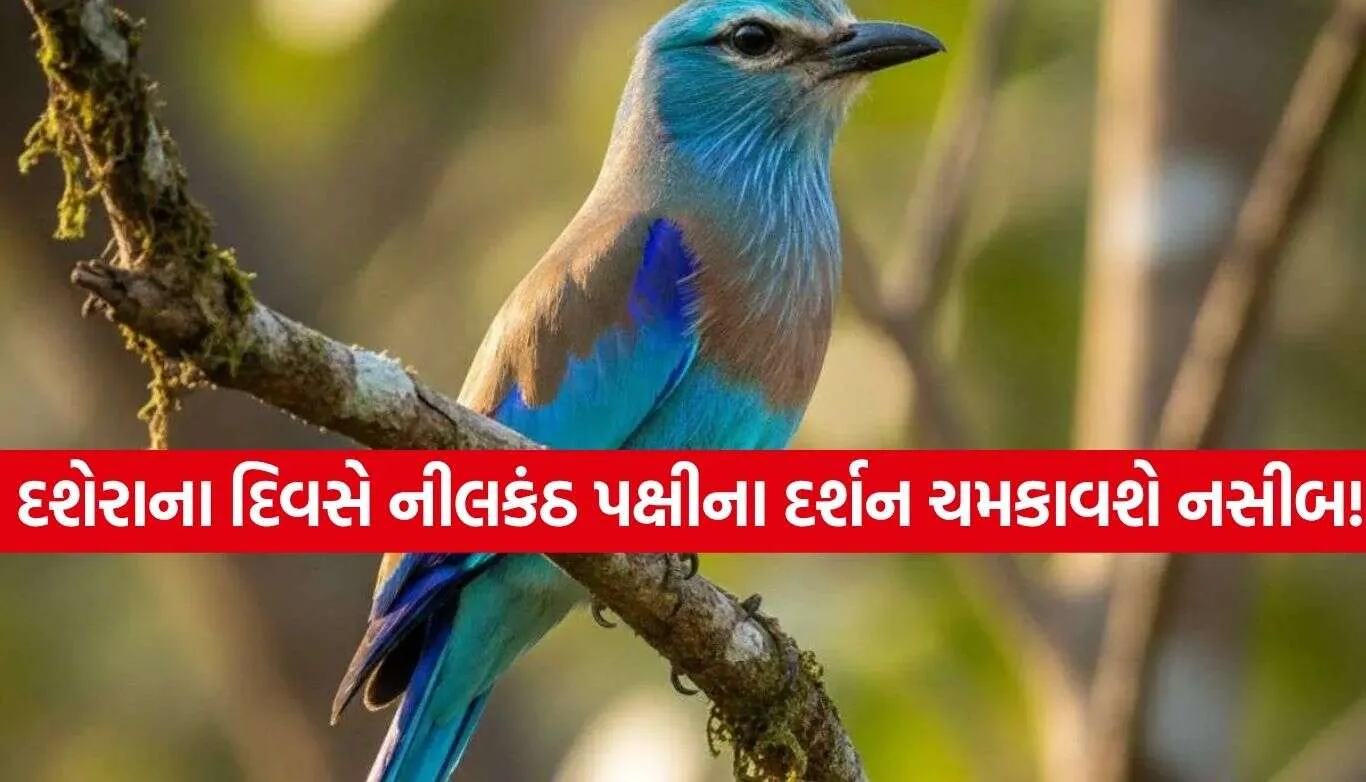 Lucky Bird