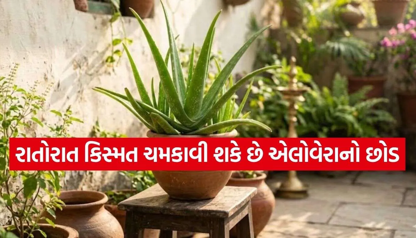 Aloe Vera