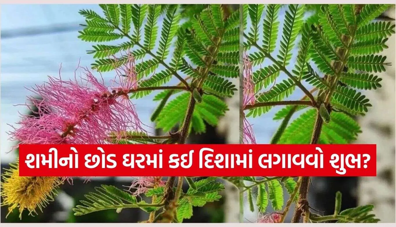 Shami Plant