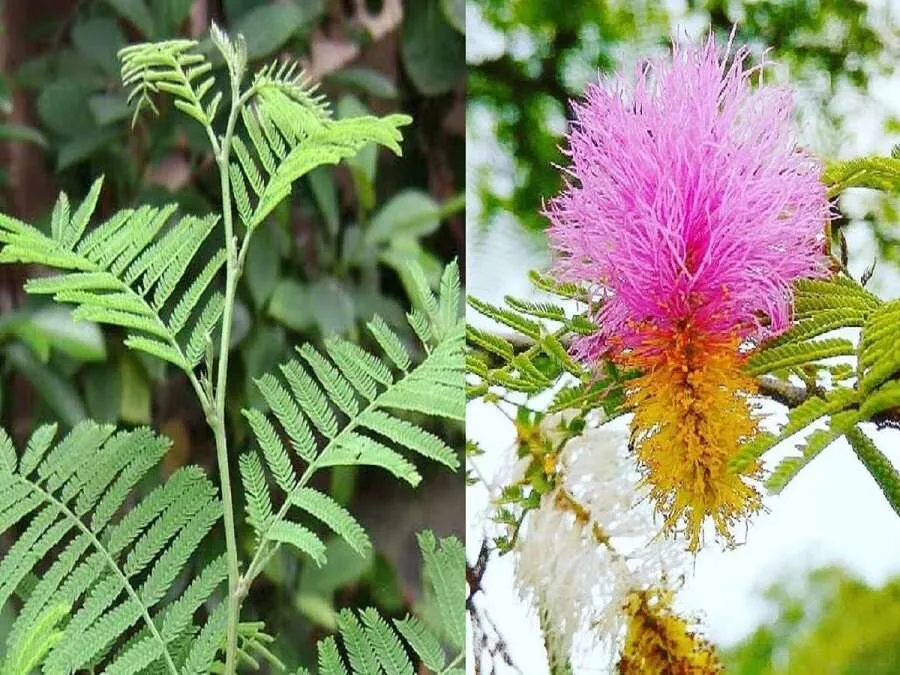 ઘરમાં ભૂલથી પણ આ દિશામાં ન લગાવતા શમીનો છોડ, થઈ શકે છે મોટું નુકસાન! 2 Shami Plant